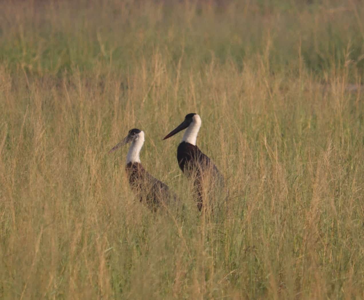 topstorylive's tweet card. Mathura News : मथुरा जनपद का महत्वपूर्ण स्थल जोधपुर झाल वेटलैंड में सर्दियों के मौसम में अलास्का, साइबेरिया, मंगोलिया और उत्तरी चीन से हजारों प्रवासी पक्षी