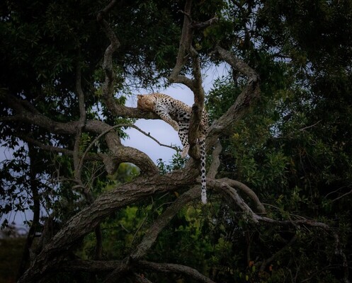 misguided_guide's tweet card. Painteddog tv