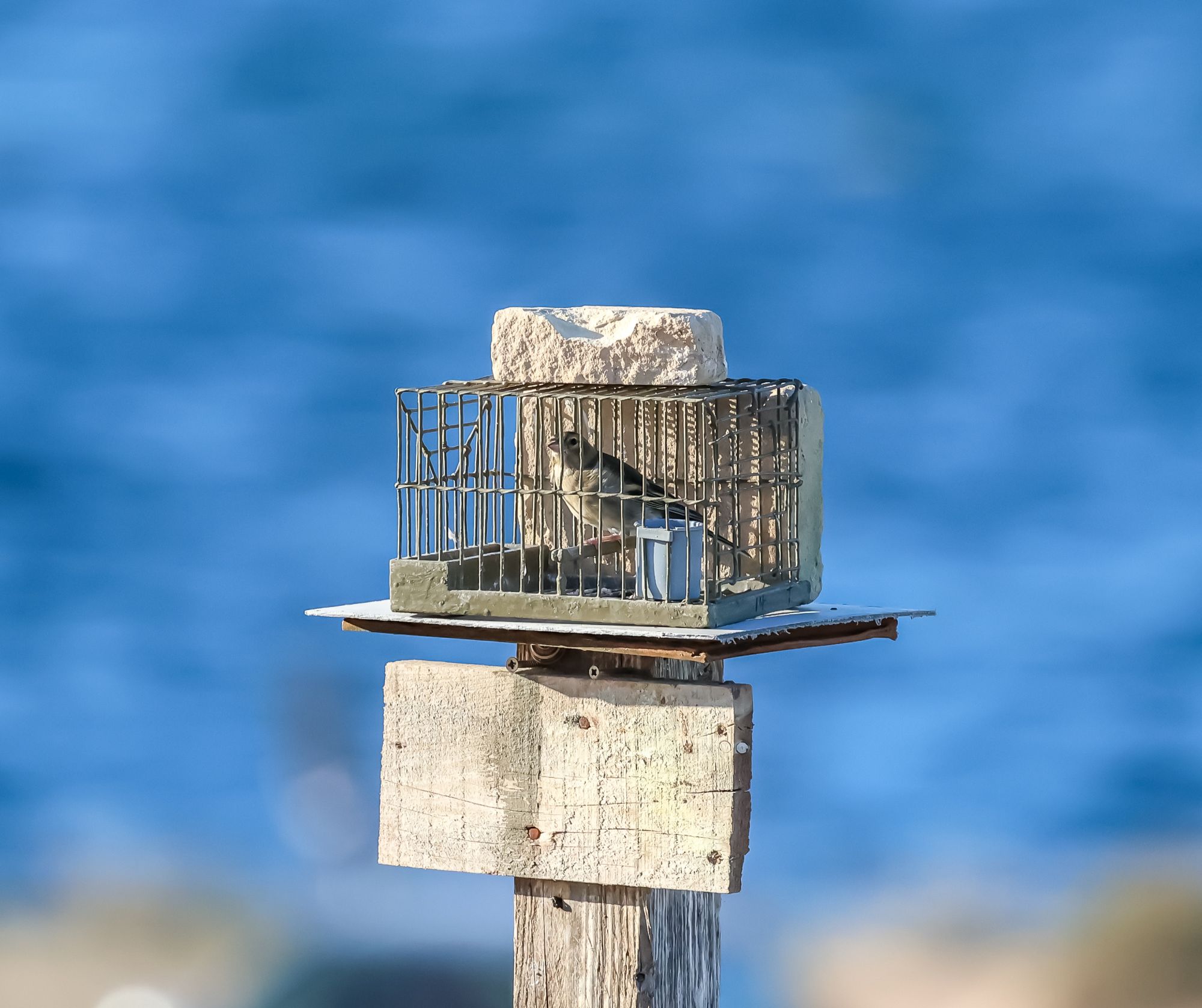 Newsbook_com_mt's tweet card. The European Commission has opened new infringement proceedings against Malta for failing to comply with the EU Birds Directive, challenging a controversial autumn 2025 derogation that allows finch...