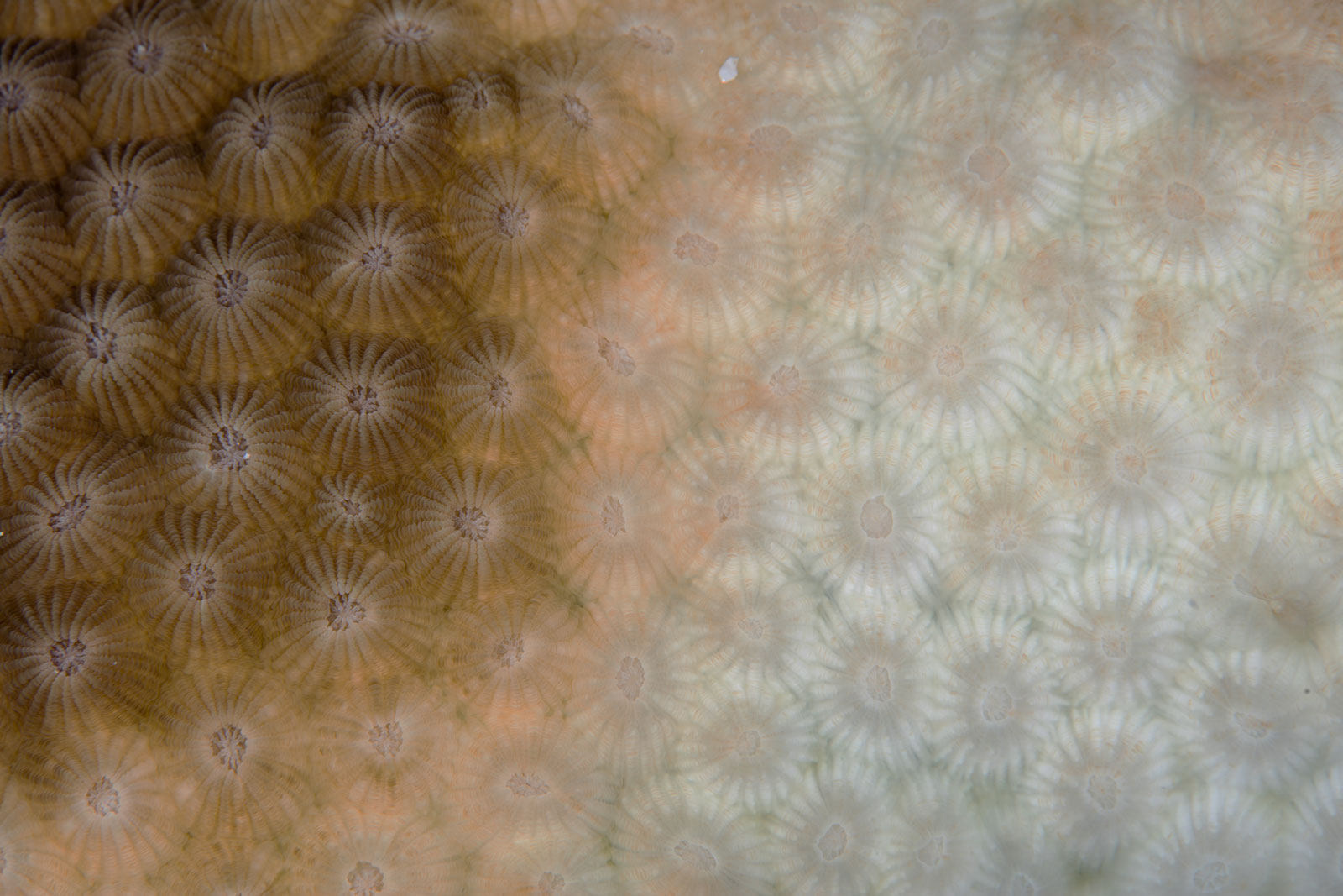 PlymouthMarine's tweet card. Over the past three years, Back to Blue has detailed the growing threat that ocean acidification (OA) poses to marine ecosystems. We have also described how OA contributes to the loss of marine...