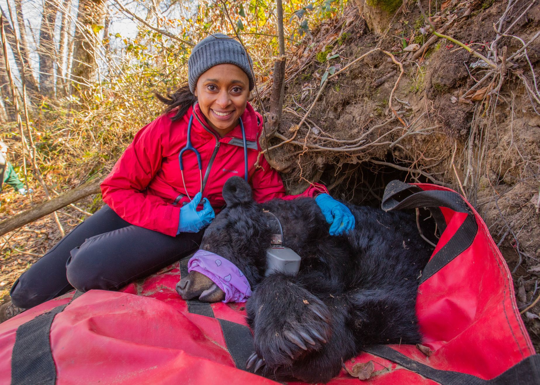 StuartKenny's tweet card. We interview the acclaimed ecologist and storyteller Dr. Rae Wynn-Grant about working in conservation, as a black, female scientist.