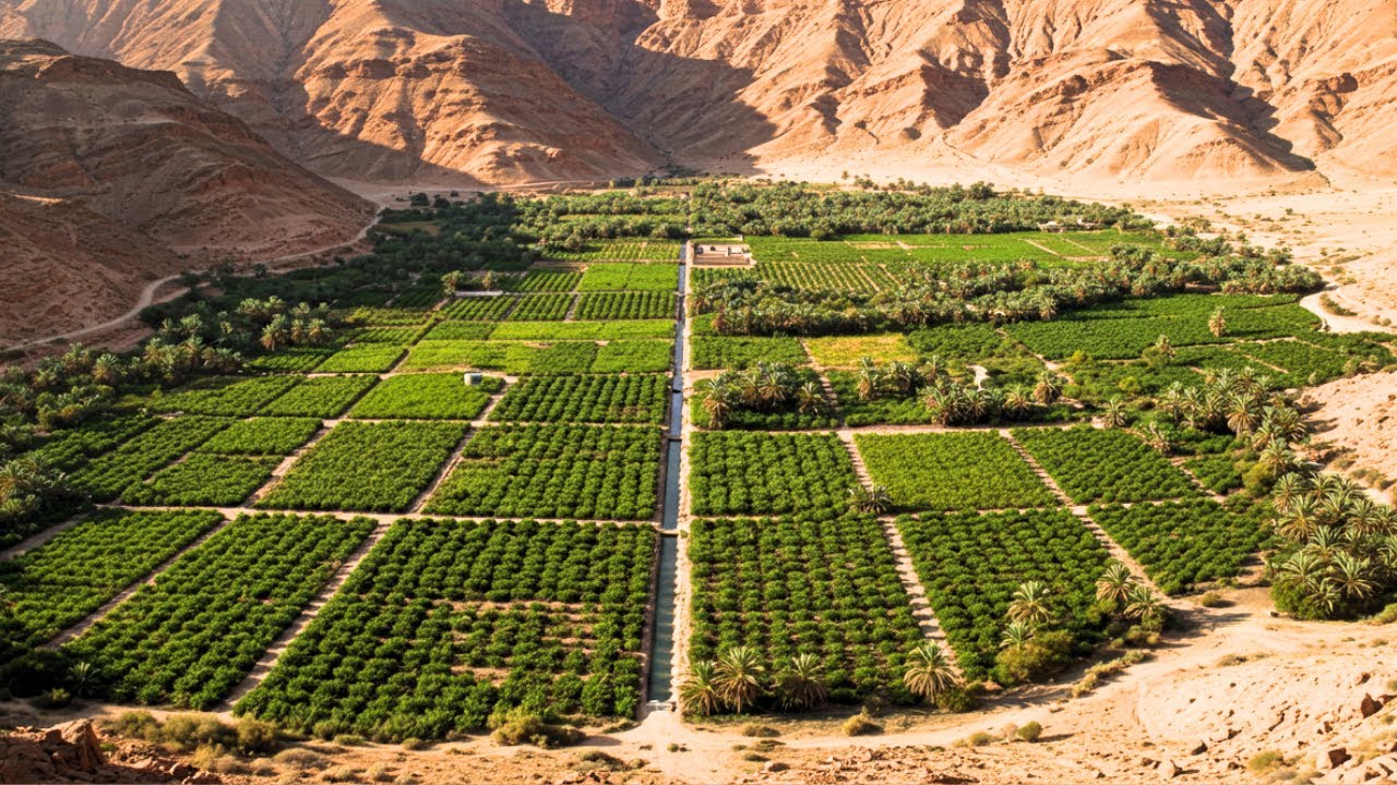 ruberli_tech's tweet card. ISRAEL x NORDESTE BRASILEIRO: O Deserto que Prosperou e a Terra que...