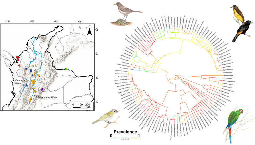 EcoevUdea's tweet card. Haemosporidian parasitism imposes evolutionary pressures on birds, and host traits influence infection probability. Using phylogenetic generalized linear models (phylo-GLMs), we analyzed 115 bird...