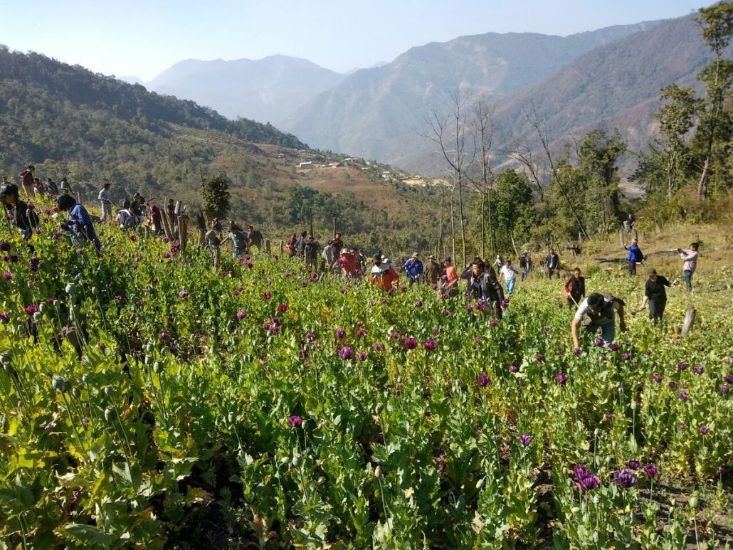 yongchakyaawol's tweet card. Imphal: Union Defence Minister Rajnath Singh has directed the Indian Air Force to destroy poppy plantations before harvest during this season in Manipur.