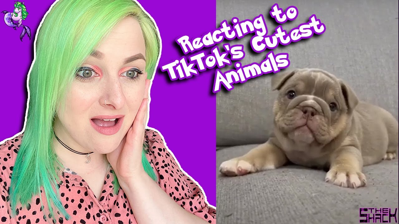 Zara_Weston's tweet card. REACTING TO TIKTOKS CUTEST ANIMALS!