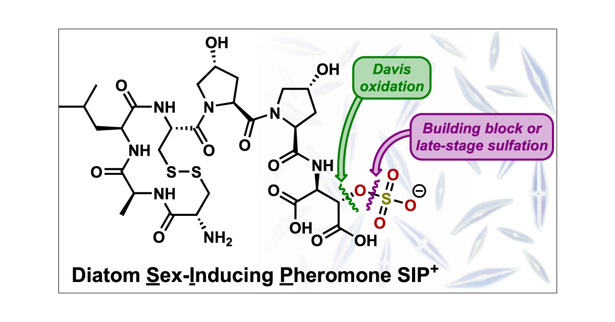 Malins_Lab's tweet card. The peptide sex-inducing pheromone SIP+ (1) bearing an unusual sulfated aspartic acid residue induces sexual reproduction in diatom populations. Herein, we report the first total synthesis of SIP+...