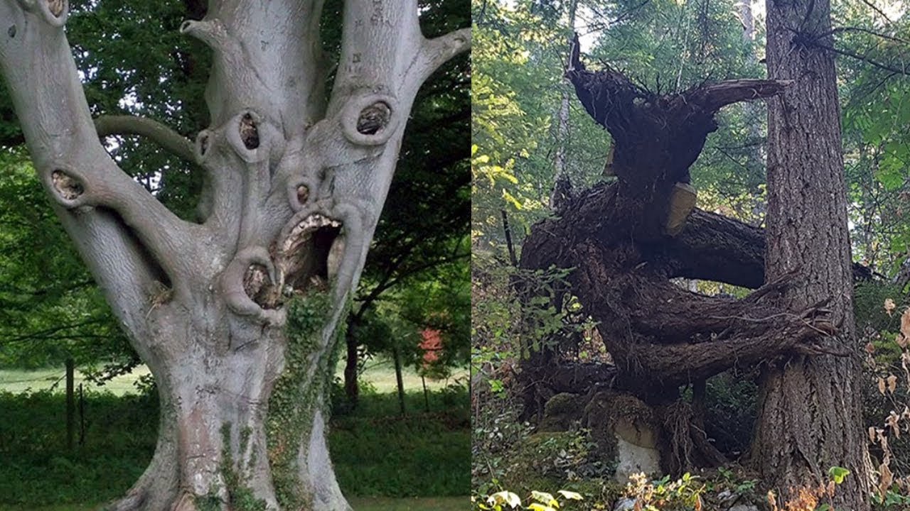 MattIn2gr8's tweet card. CREEPIEST Trees in the World