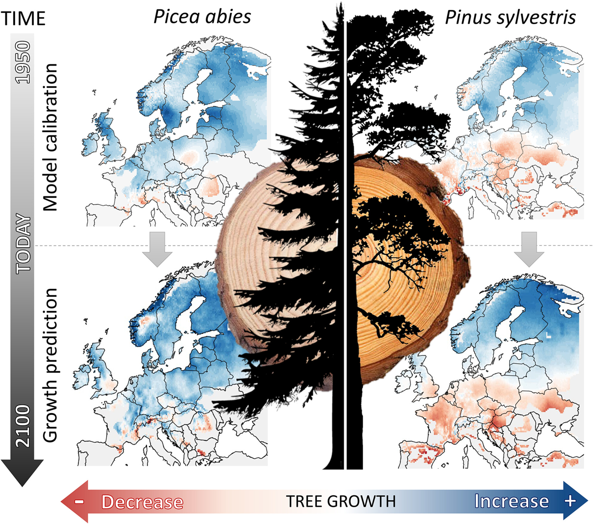 encephalization's tweet card. A large-scale study of tree growth across Europe predicts a 25% increase in conifer growth due to rising temperatures, especially in northern regions like Scandinavia. However, Mediterranean areas...