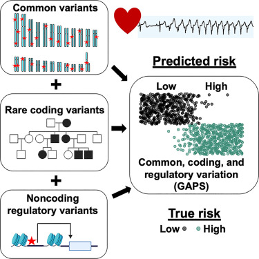 CellRepMed's tweet card. Monroe et al. analyze genome sequencing from individuals with early-onset ventricular arrhythmias. Combining the effect of common genetic variants with rare coding and noncoding regulatory variants...