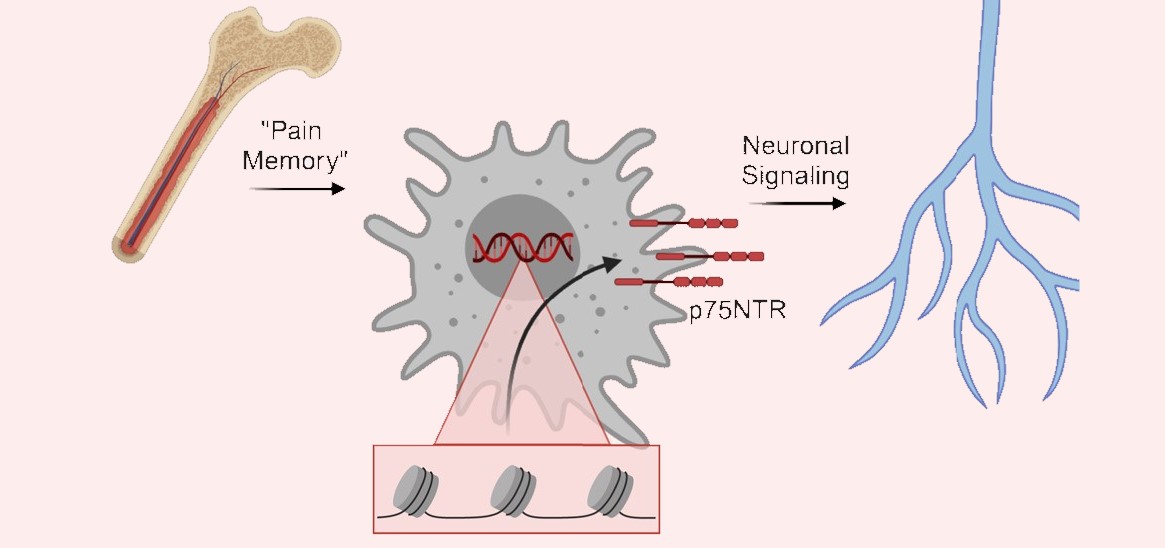 AdamDourson's tweet card. Research in mice led by experts at Cincinnati Children's suggests targeting genetic changes in macrophage cells might help.