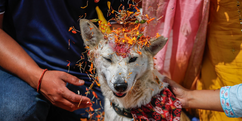 parrrapapap's tweet card. On the second day of Nepal’s Tihar festival, dogs were celebrated with flower garlands and treats in a ritual to please the Hindu god of death.