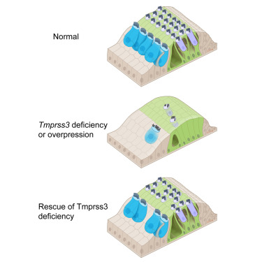 ChengEarLab's tweet card. Cheng and colleagues show that selection of viral capsids and promoters can affect the toxicity of exogenous gene transfer of mouse Tmprss3 and its efficacy of rescue of hair cell loss and hearing...
