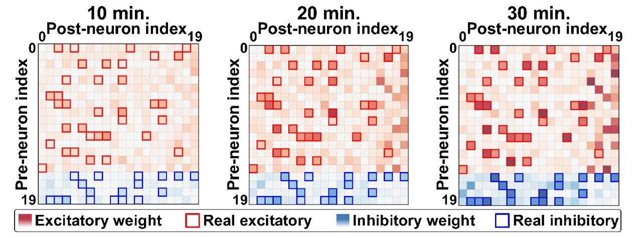 TechXplore_com's tweet card. The ability to analyze the brain's neural connectivity is emerging as a key foundation for brain-computer interface (BCI) technologies, such as controlling artificial limbs and enhancing human...
