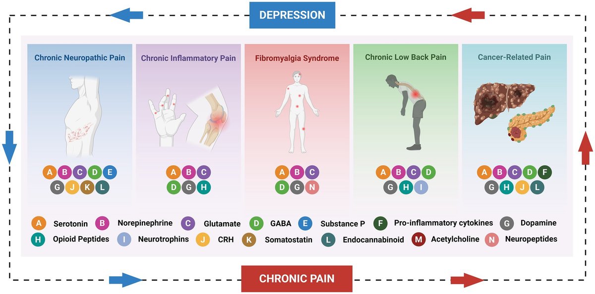 FrontNeurosci's tweet card. Chronic pain and depression often co-occur, exhibiting a complex, bidirectional relationship that significantly exacerbates the clinical burden and complicat...