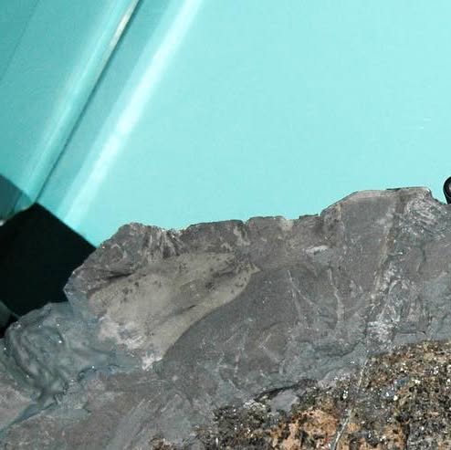 TimeForPrimeval's tweet card. Time For Primeval (@time_for_primeval) • Instagram photos and videos