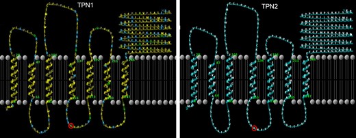 UmeaPlantSci's tweet card. Two evolutionarily conserved TYPHON proteins mediate TGN component ECHIDNA-dependent secretion through the membrane trafficking regulator RABH1b.