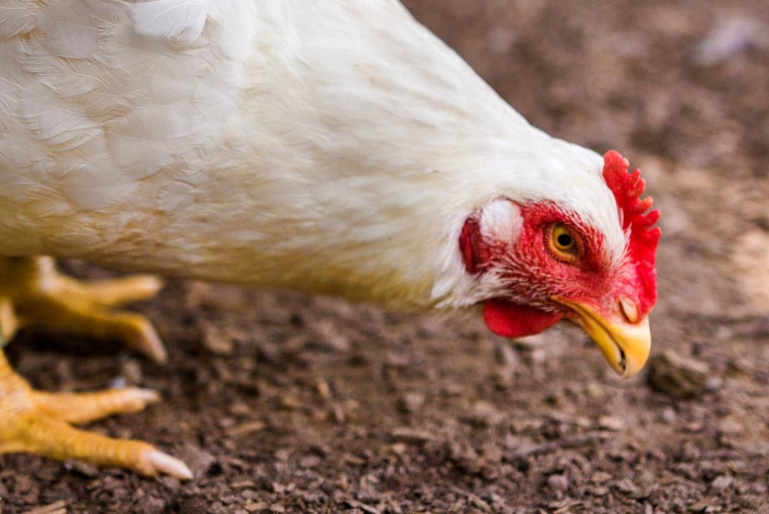 TheGrocer's tweet card. Despite 'Frankenchicken' headlines and activist campaigns designed to shame retailers, few have adopted the BCC poultry welfare standard