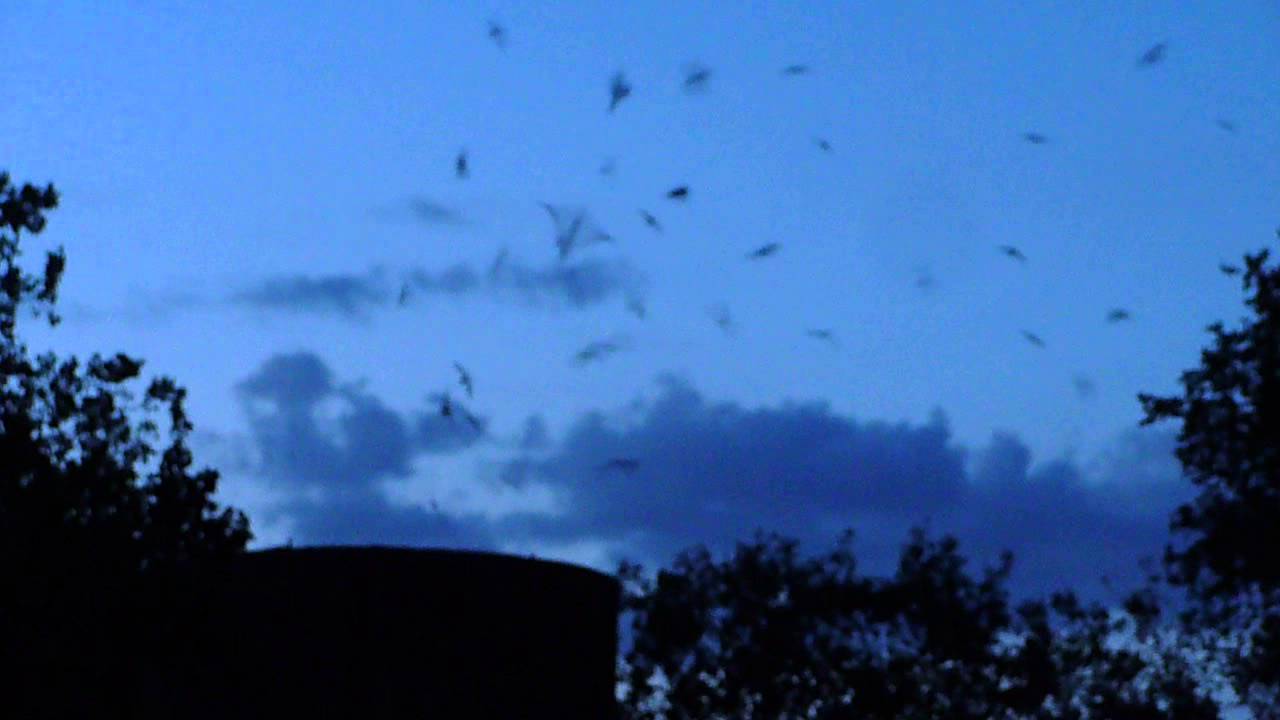 SwiftFest's tweet card. Swift Fest 2014