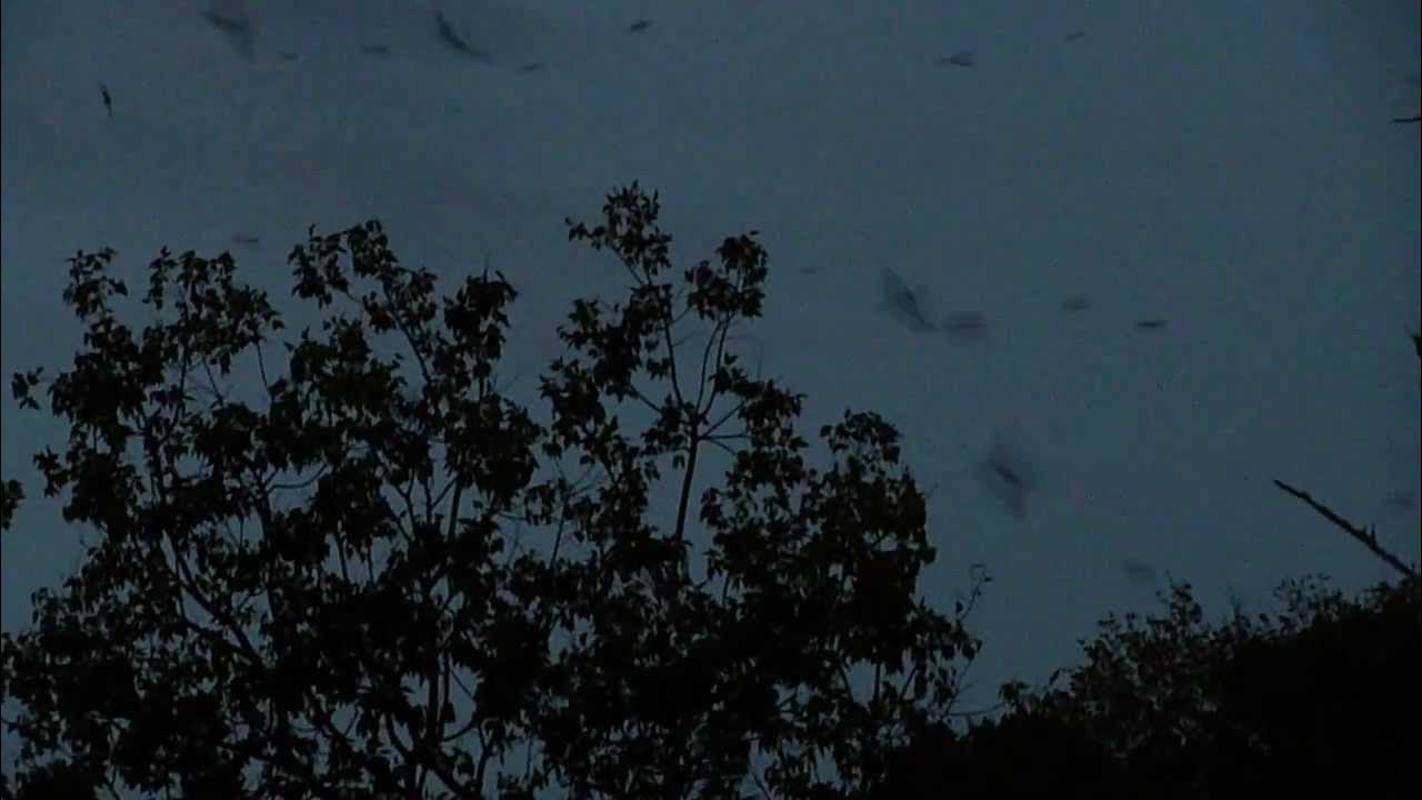 SwiftFest's tweet card. 925 Chimney Swifts ~ 2012