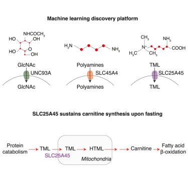 KivancBirsoy's tweet card. Khan et al. apply machine learning to identify substrates of UNC93A, SLC45A4, and SLC25A45. Biochemical assays and in vivo metabolite tracing establish SLC25A45 as a key mediator of mitochondrial...