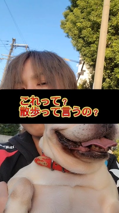 finalnavigation's tweet card. 「犬『歩きたくない日もあるんです』」散歩してるのはどっち？【The Final navigationファイナビ】#フレンチブルドッグ...