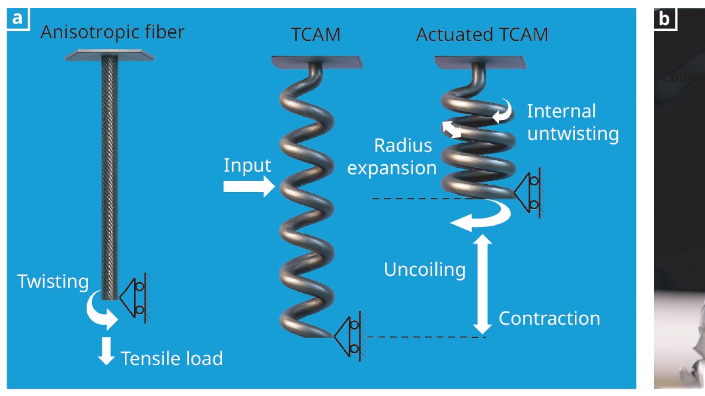 PhysicsToday's tweet card. Fibrous materials that can reversibly twist and coil can be coaxed to contract and elongate as part of lightweight exoskeletons and other bioinspired structures.