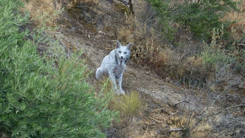 latestly's tweet card. The photo of the world’s first-ever white Iberian lynx was captured by Spanish photographer and Jaén native Ángel Hidalgo. The discovery took place on October 22 in a mountain range in Jaén. The...