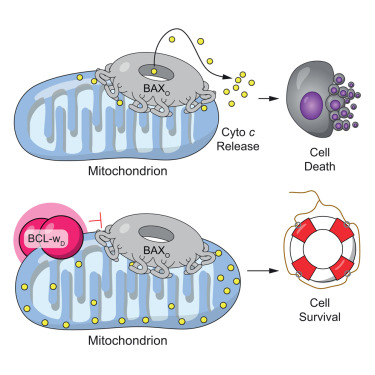 CellCellPress's tweet card. A full-length dimeric form of the anti-apoptotic protein BCL-w can block oligomeric BAX-driven mitochondrial permeabilization and apoptosis, revealing a new layer of cell-death control.