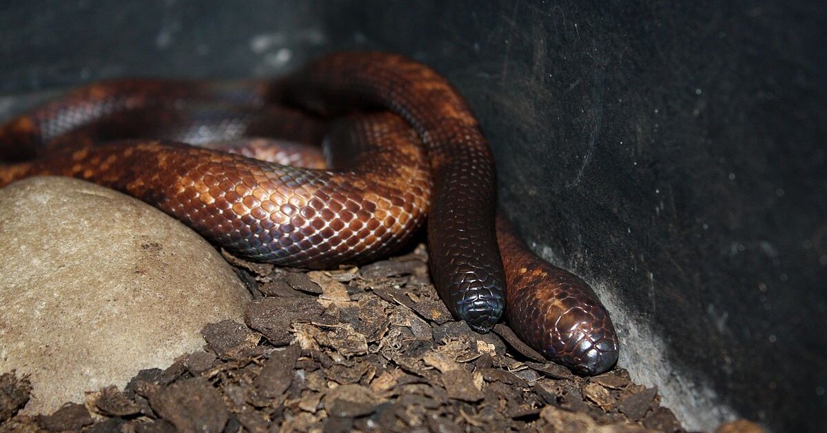 TechInsiderru's tweet card. Кожа африканской калабарии в 15 раз толще кожи других змей.