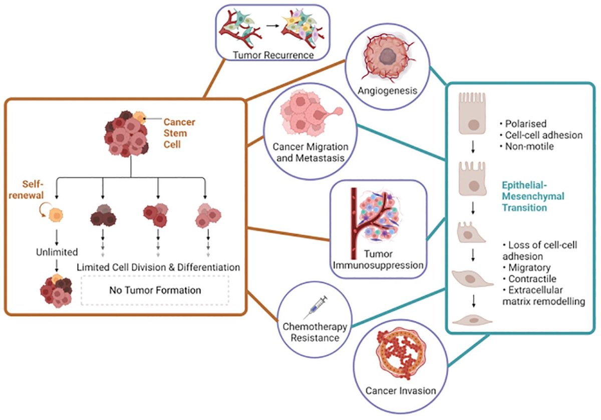 jimtill's tweet card. The connections between cancer stem cells (CSCs) and epithelial-mesenchymal transition (EMT) is critical in cancer initiation, progression, metastasis, and t...