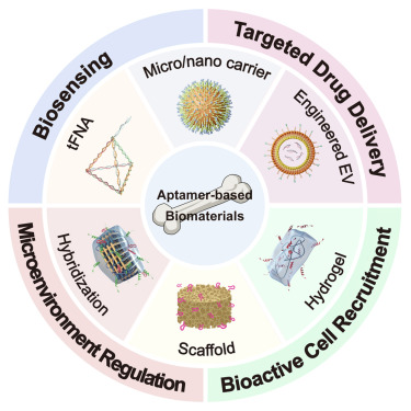 CellBiomat's tweet card. This review summarizes the latest aptamers that recognize different targets, highlighting the key advances of aptamer-based biomaterials in biosensing, targeted drug delivery, bioactive cell recrui...