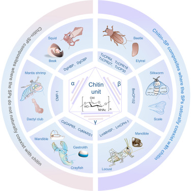 CellRepPhysSci's tweet card. Liu et al. summarize the molecular mechanisms by which structural proteins (SPs) control the formation and properties of natural chitin-SP composite materials. These insights provide fundamental...