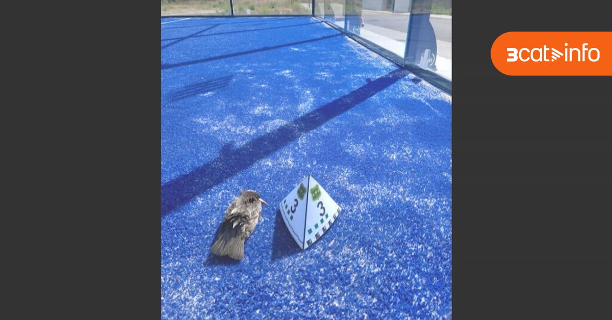 3CatInfo's tweet card. La Fiscalia de Medi Ambient vol demanar l'obligació de posar mesures correctores en les pistes de pàdel i els edificis i estructures problemàtiques davant la gran mortandat que causen