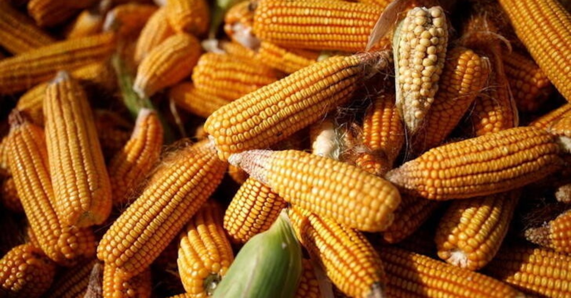 SciSustAg's tweet card. China has approved five gene-edited crop varieties and 12 types of genetically modified (GM) soybean, corn and cotton, expanding approvals to boost high-yield crops, reduce import reliance, and...