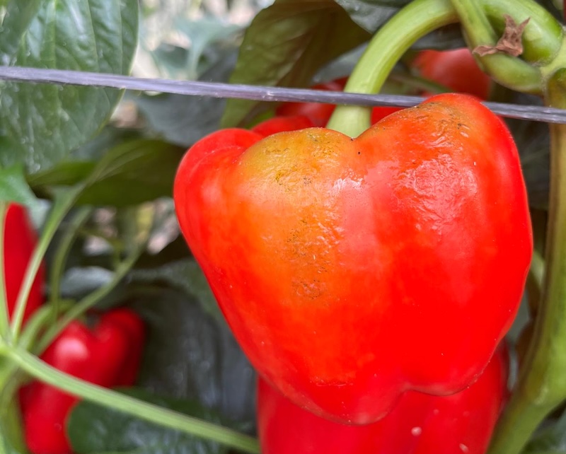 REVISTAFYH's tweet card. La superficie arrancada de pimiento en Almería como consecuencia de la incidencia del Thrips parvisipinus se mantiene en torno al 1,5 %.