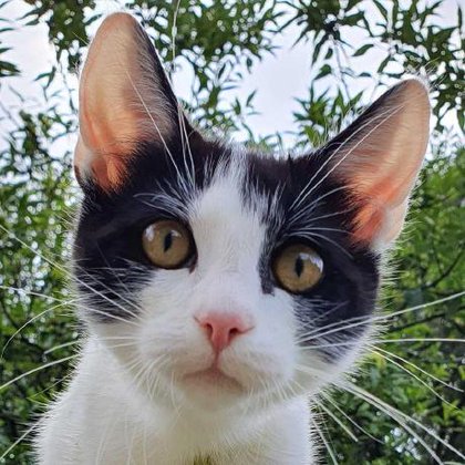 Tweet card summary image