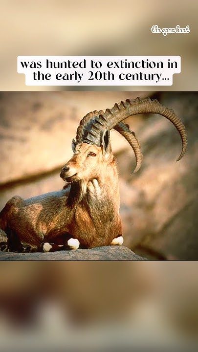 ankitt90's tweet card. Animals that went extinct recently | Extinct animal | #extinctanimal