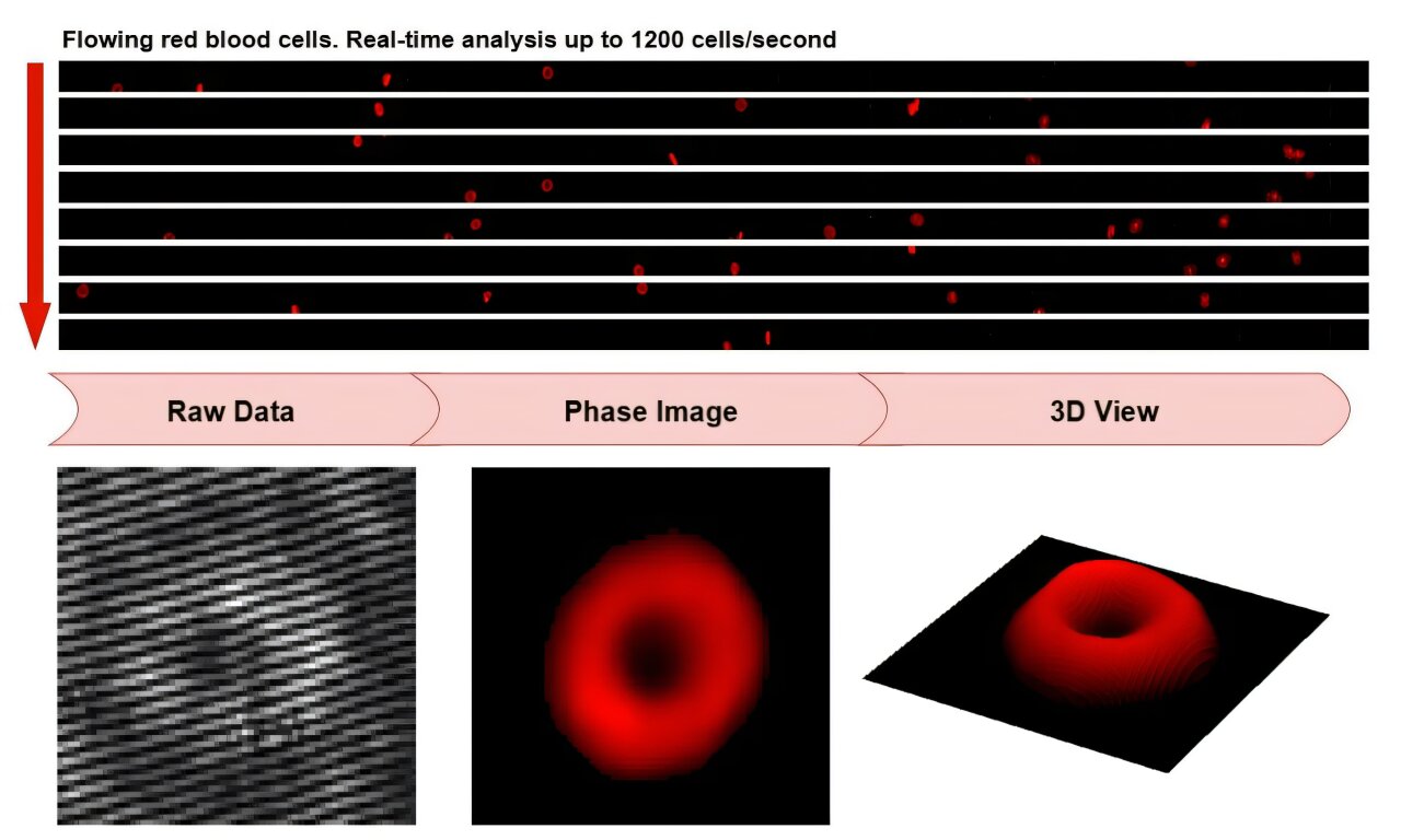 medical_xpress's tweet card. Blood tests are among the most common tools in medicine. Scientists are working to make blood cell imaging faster and more intuitive so that doctors can make fast and accurate diagnostic decisions.