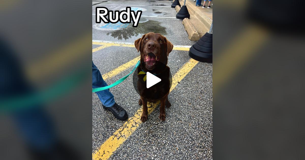 LabRescueLRCP's tweet card. 332 likes, 109 comments. “We are here til 12:30 @PetSmart in Annapolis on Housley Road!”