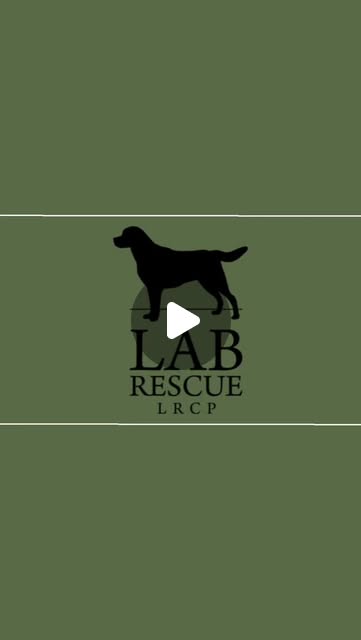 LabRescueLRCP's tweet card. Lab Rescue LRCP (@labrescuelrcp) • Instagram reel