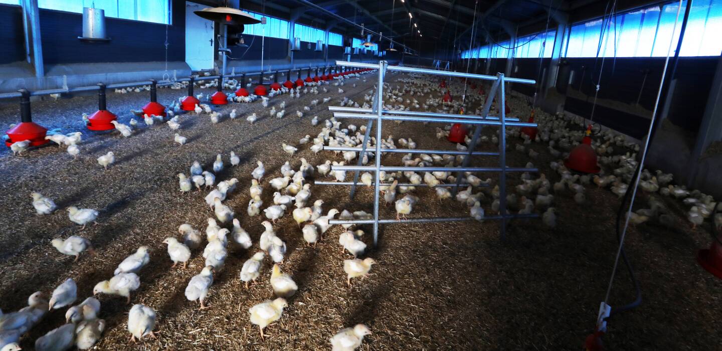 emma_ducros's tweet card. La chute de notre balance commerciale agricole s'explique par le fléchissement de nos exportations, mais aussi, et c'est plus grave, par un recours croissant aux importations de produits pour...