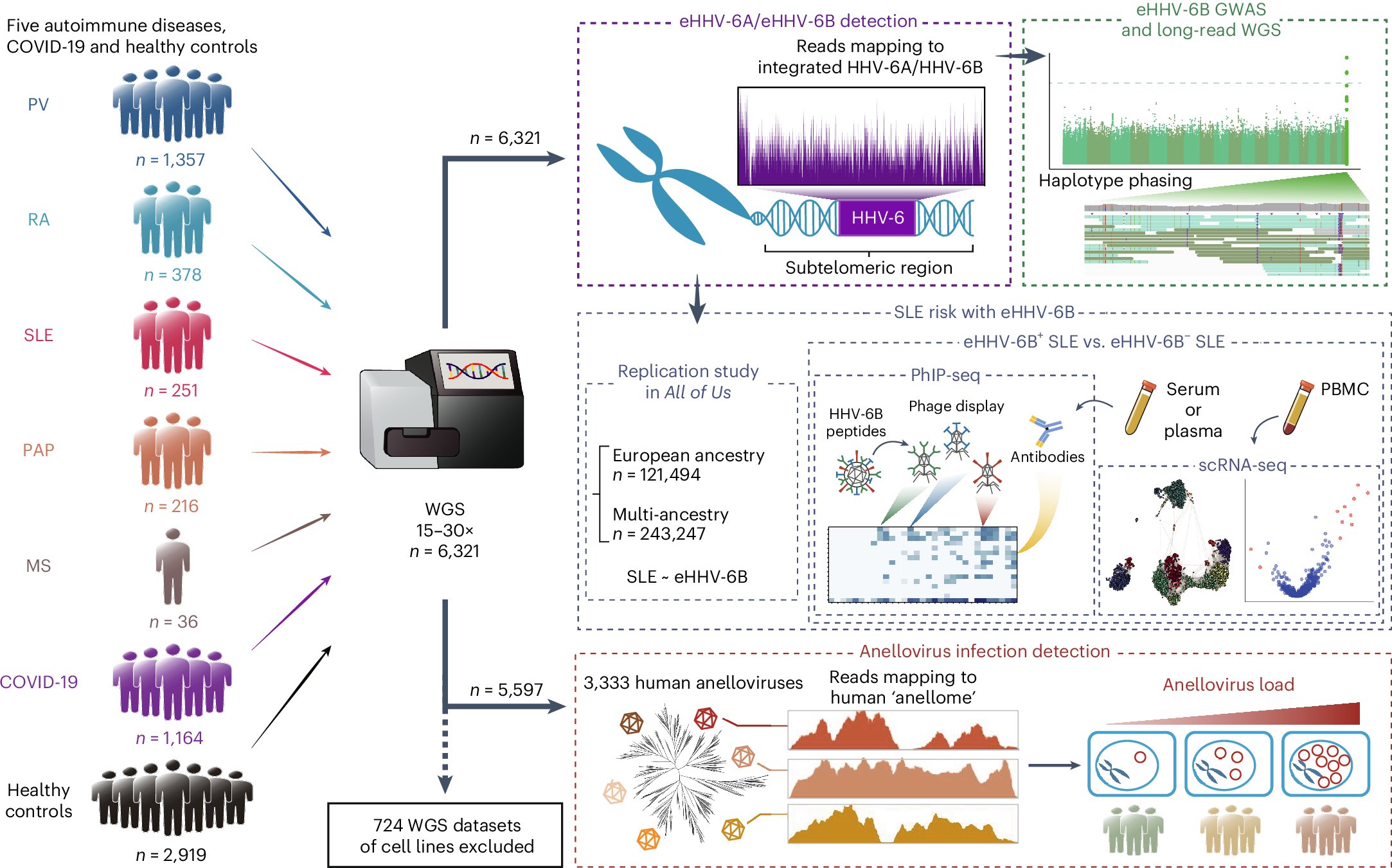 EricTopol's tweet card. Nature Genetics - Analysis of the blood DNA virome in patients with COVID-19 and autoimmune disease associates endogenous HHV-6 (eHHV-6) and high anellovirus load with increased disease risk, most...