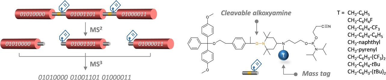 angew_chem's tweet card. An optimal set of phosphoramidite monomers was synthesized herein for facilitating the mass spectrometry (MS) sequencing of digital poly(phosphodiester)s. These molecules contain a cleavable alkoxy...