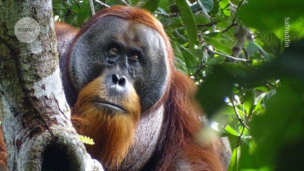 Nature's tweet card. Nature - The Sumatran orangutan used a plant known to humans for its medicinal qualities.
