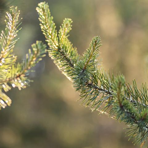 Fortum's tweet card. Emission-free energy production plays a key role in achieving climate targets. The European Commission sets a legally binding climate-neutrality target for 2050, aiming to find a balance between...