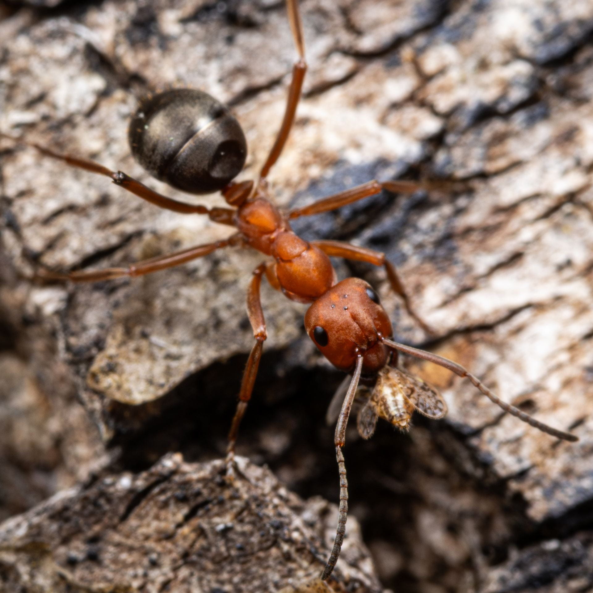 OSUCatOSU's tweet card. The first time I visited the Triplehorn Insect Collection, I couldn’t have been more than 9 years old. I had a great time seeing all of the bugs and learning about the collection. However, I never …