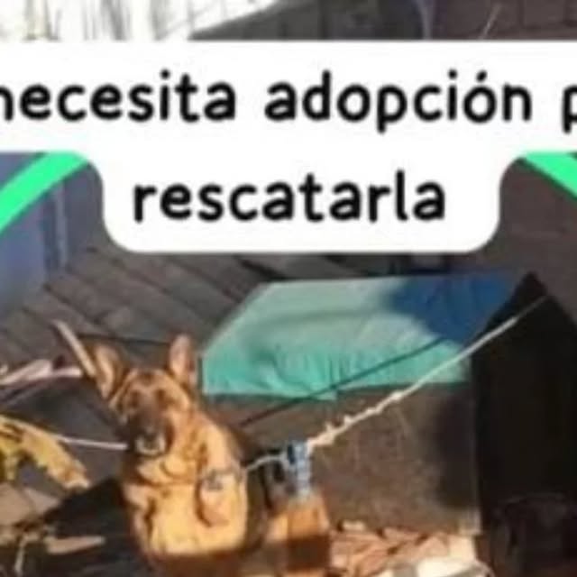 karinaasecas's tweet card. Patricia Muñoz | Rescatista Independiente (@rescataditospatricia.munioz) • Instagram photo