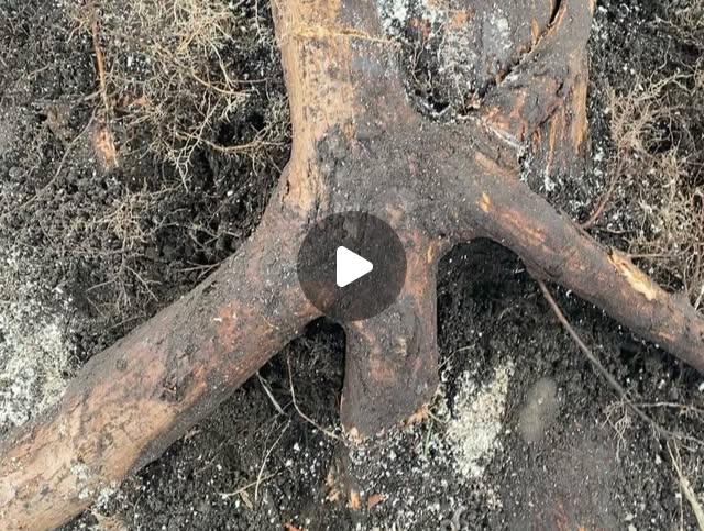 mmtrees's tweet card. M & M Tree Service (@mmtrees) • Instagram photos and videos