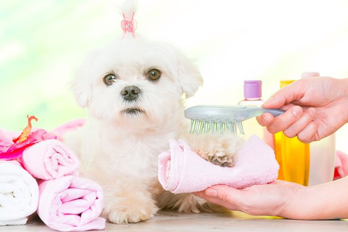 HazelBBlogger's tweet card. If you are looking for ways to pampering your dog, this post is the best match for you. Here we have shared 7 ways to pamper your dogs.