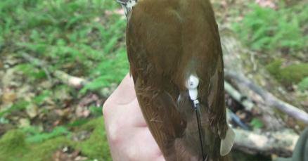 Tweet card summary image